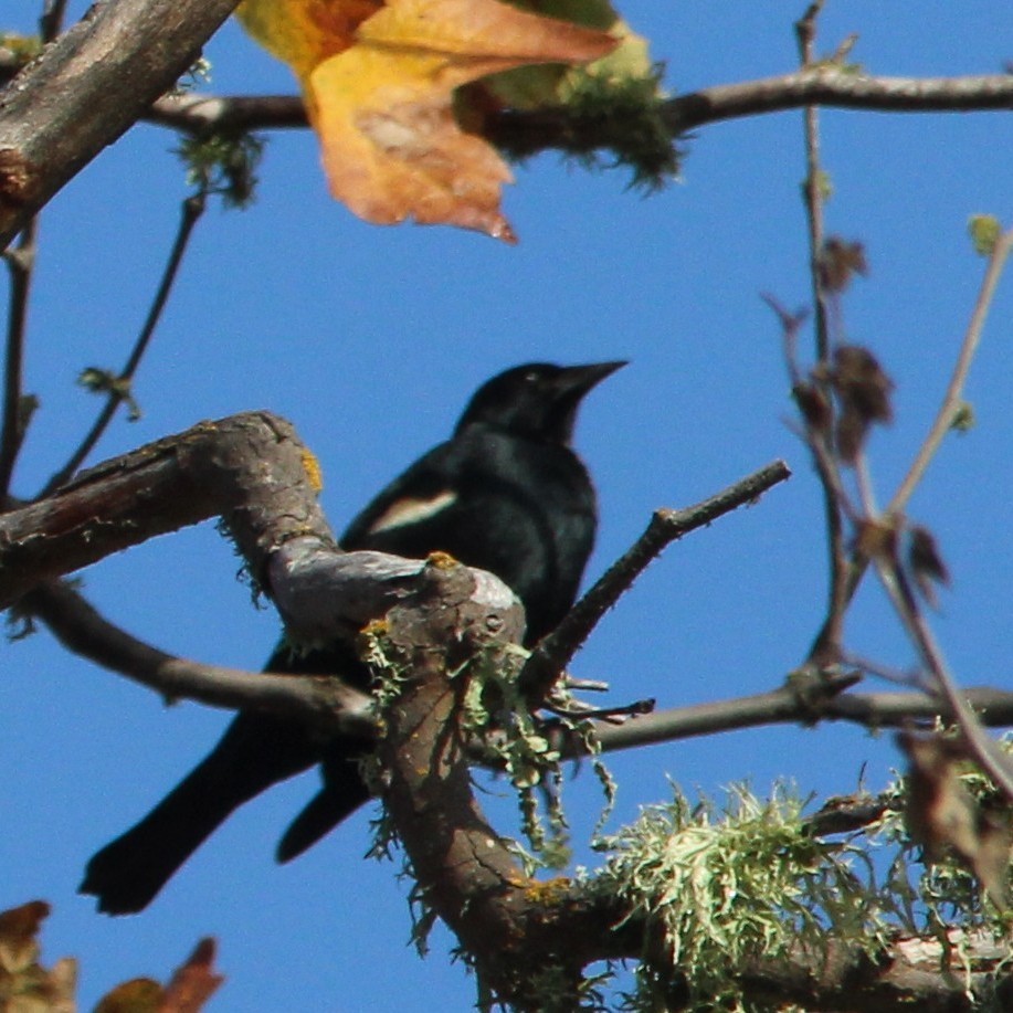 Tricolored Blackbird - ML647142030
