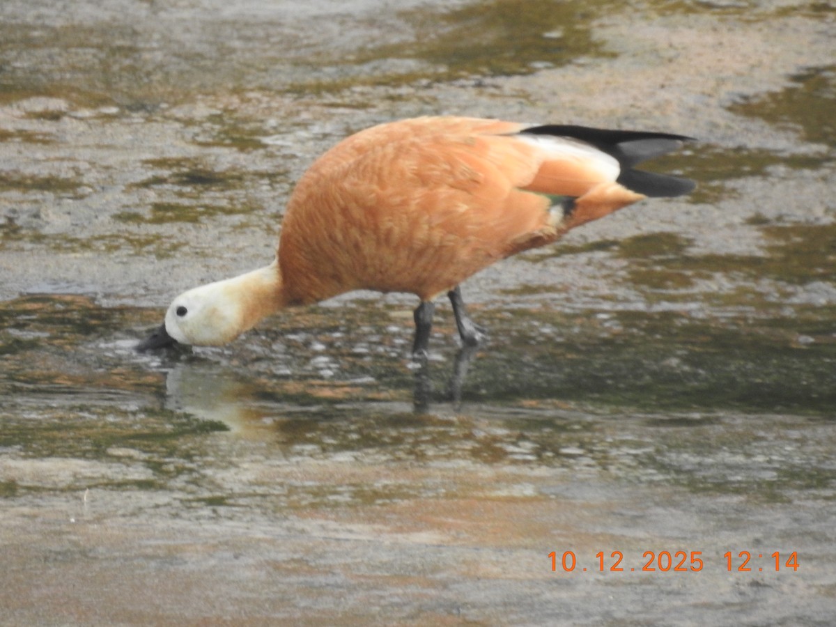 Ruddy Shelduck - ML647142037