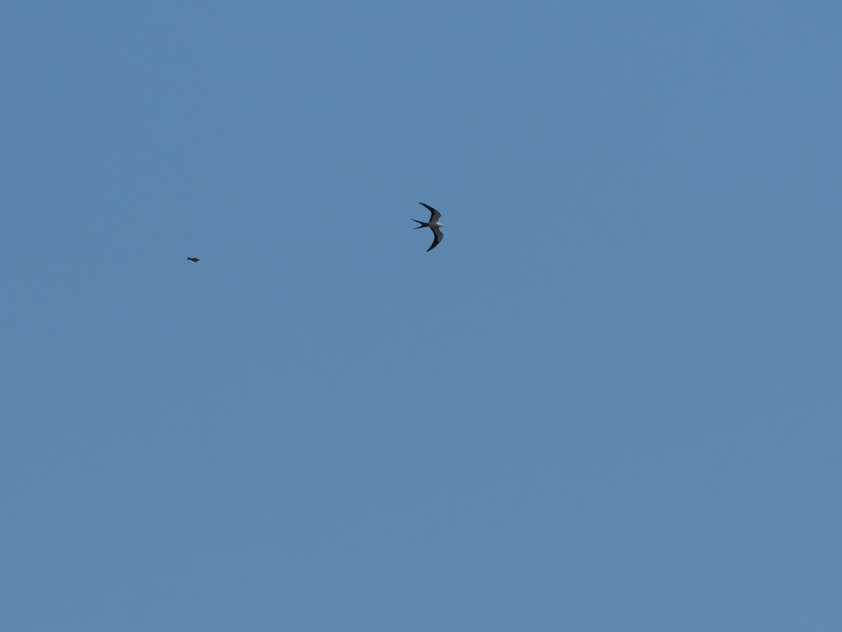 Swallow-tailed Kite - ML647142041