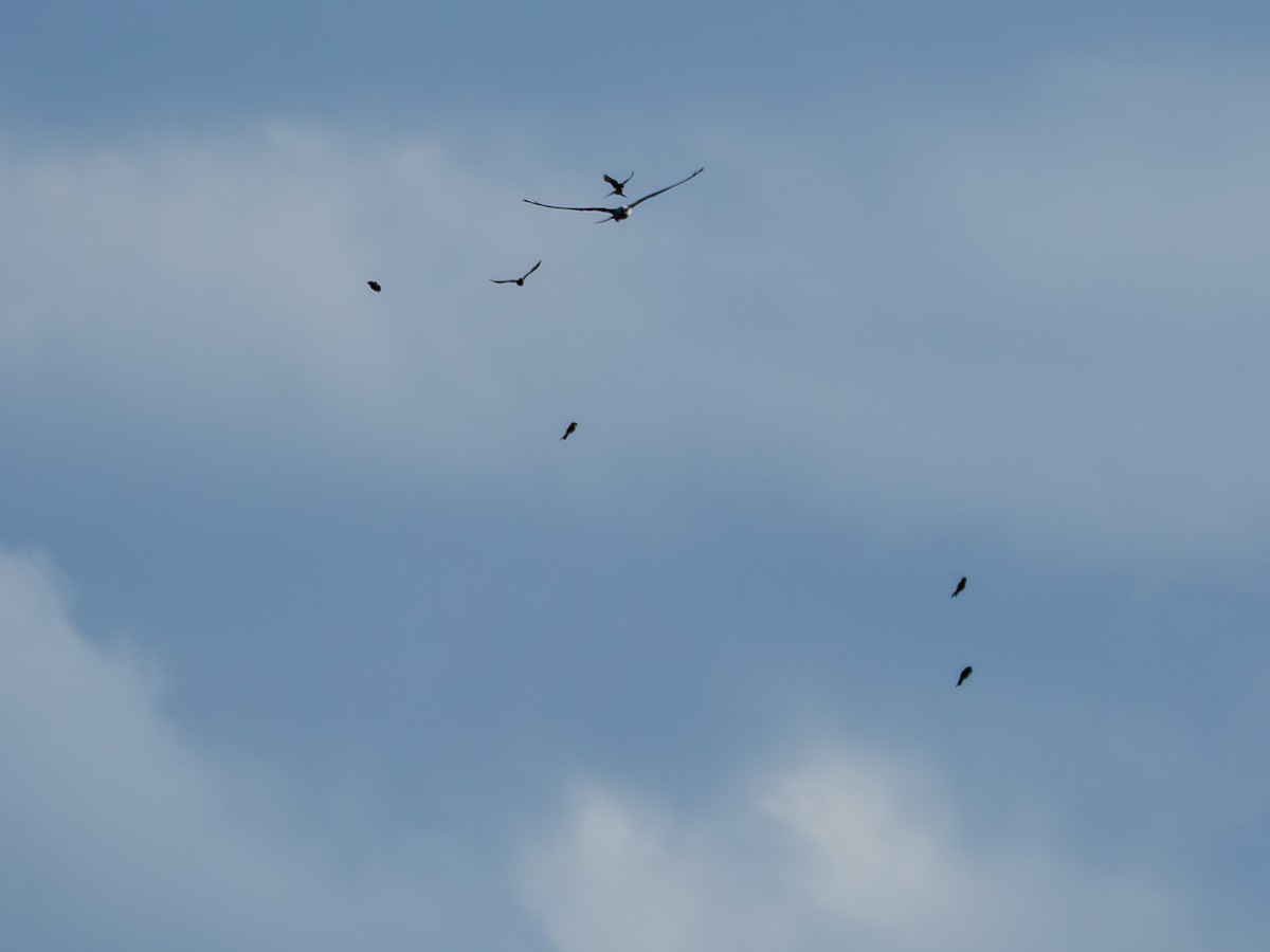 Swallow-tailed Kite - ML647142042