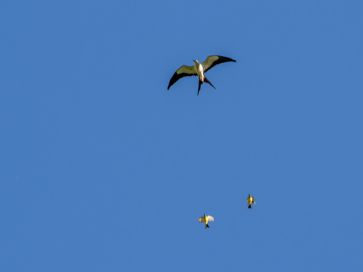Swallow-tailed Kite - ML647142043