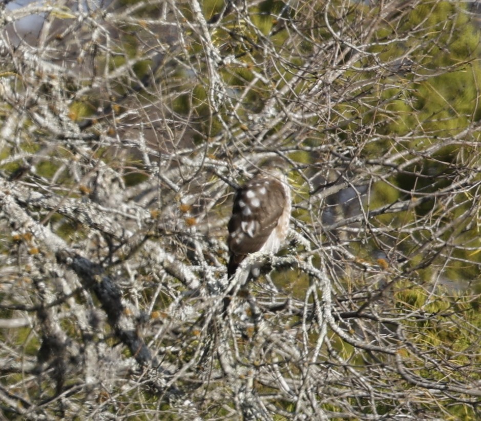 アシボソハイタカ - ML647142048