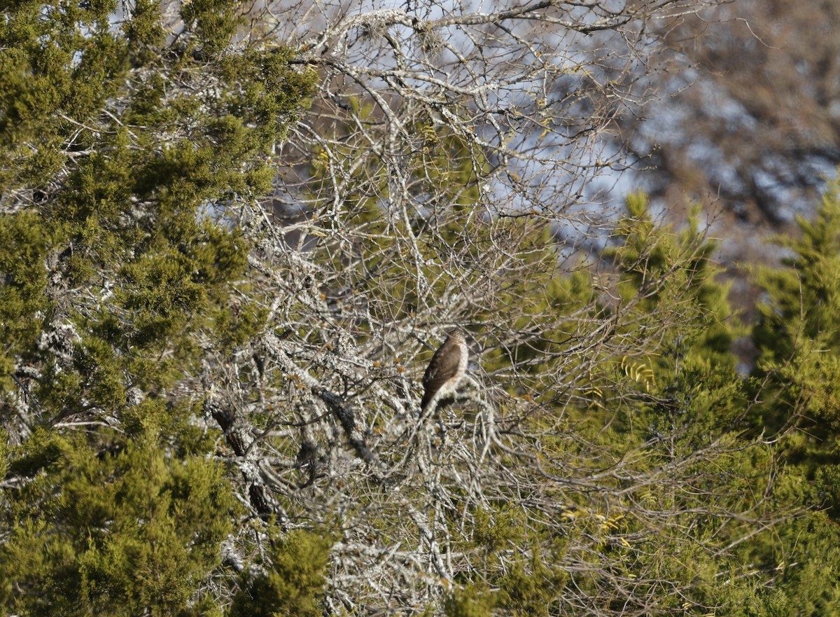 アシボソハイタカ - ML647142049