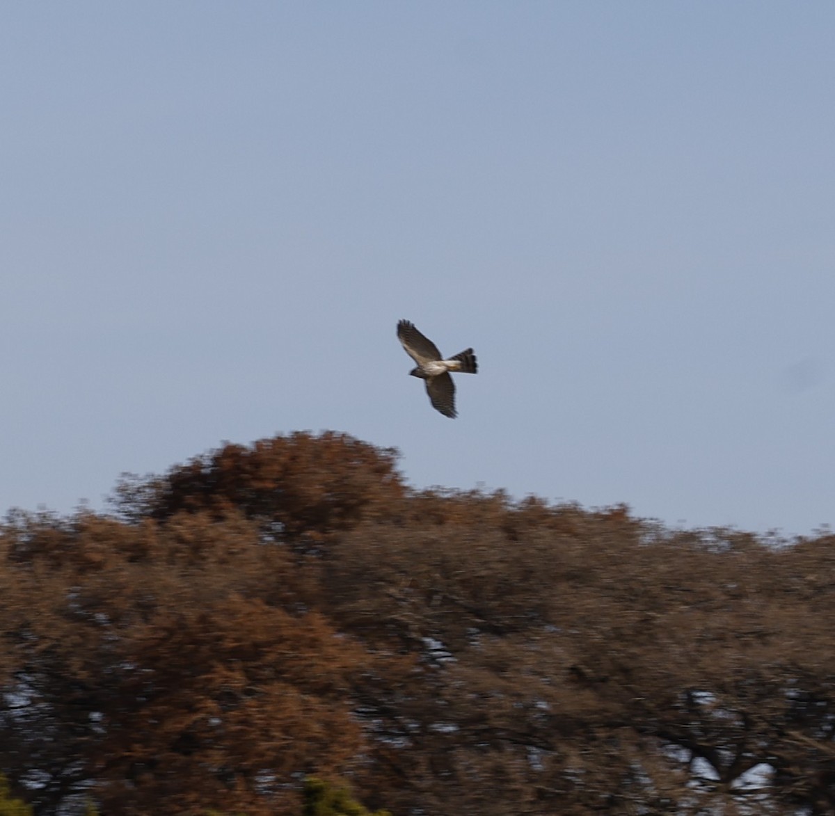 アシボソハイタカ - ML647142050