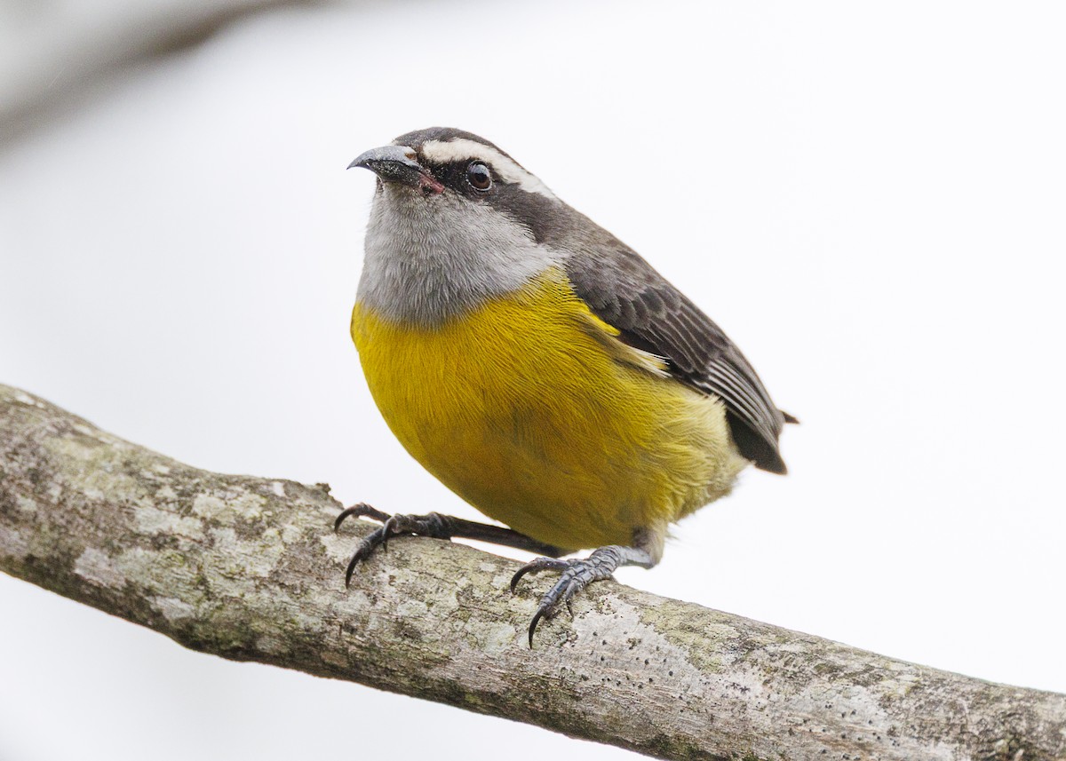 Bananaquit - ML647142062