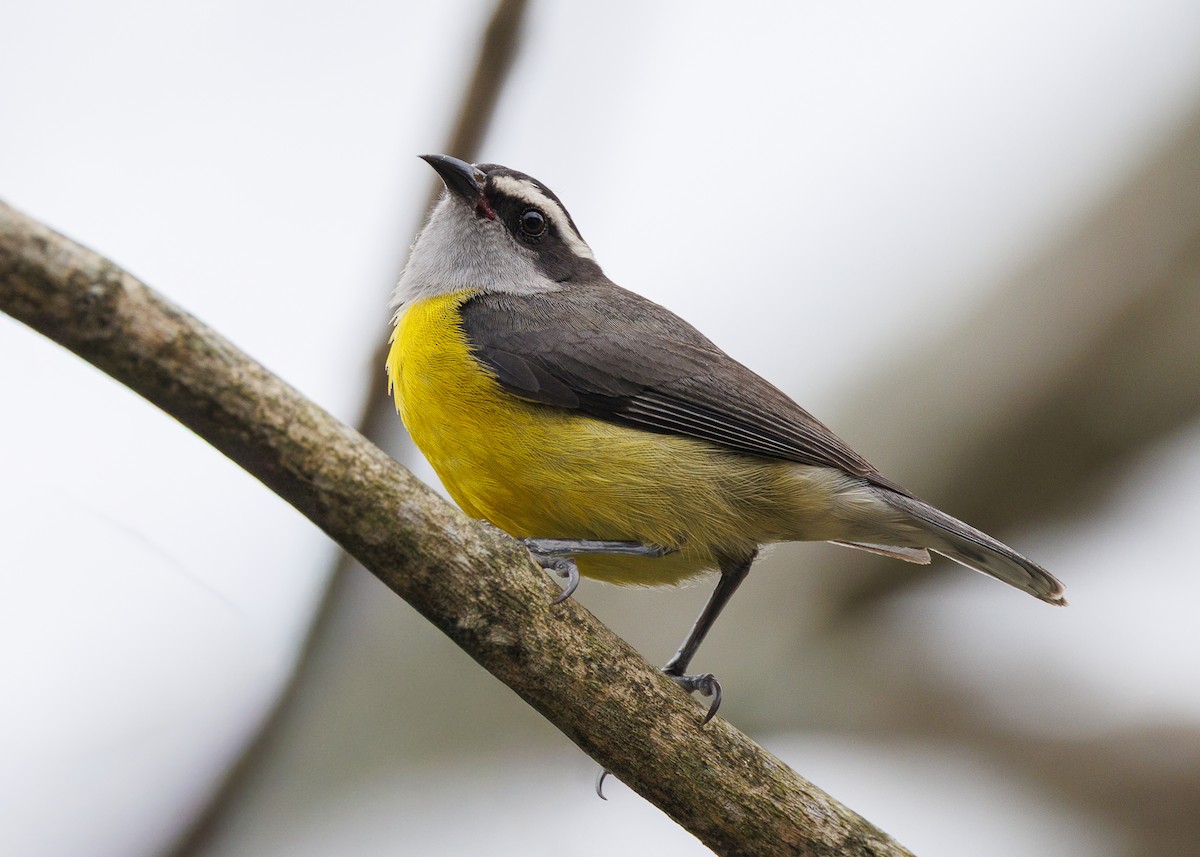 Bananaquit - ML647142063