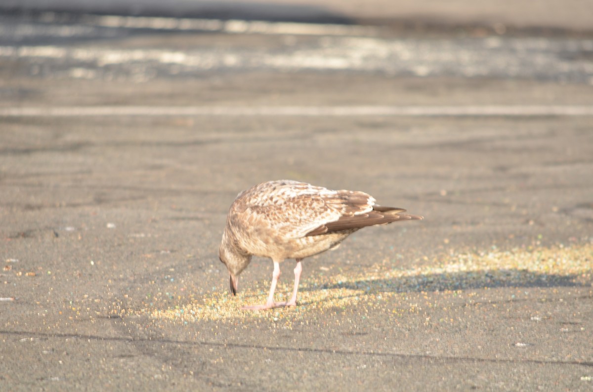 American Herring Gull - ML647142064