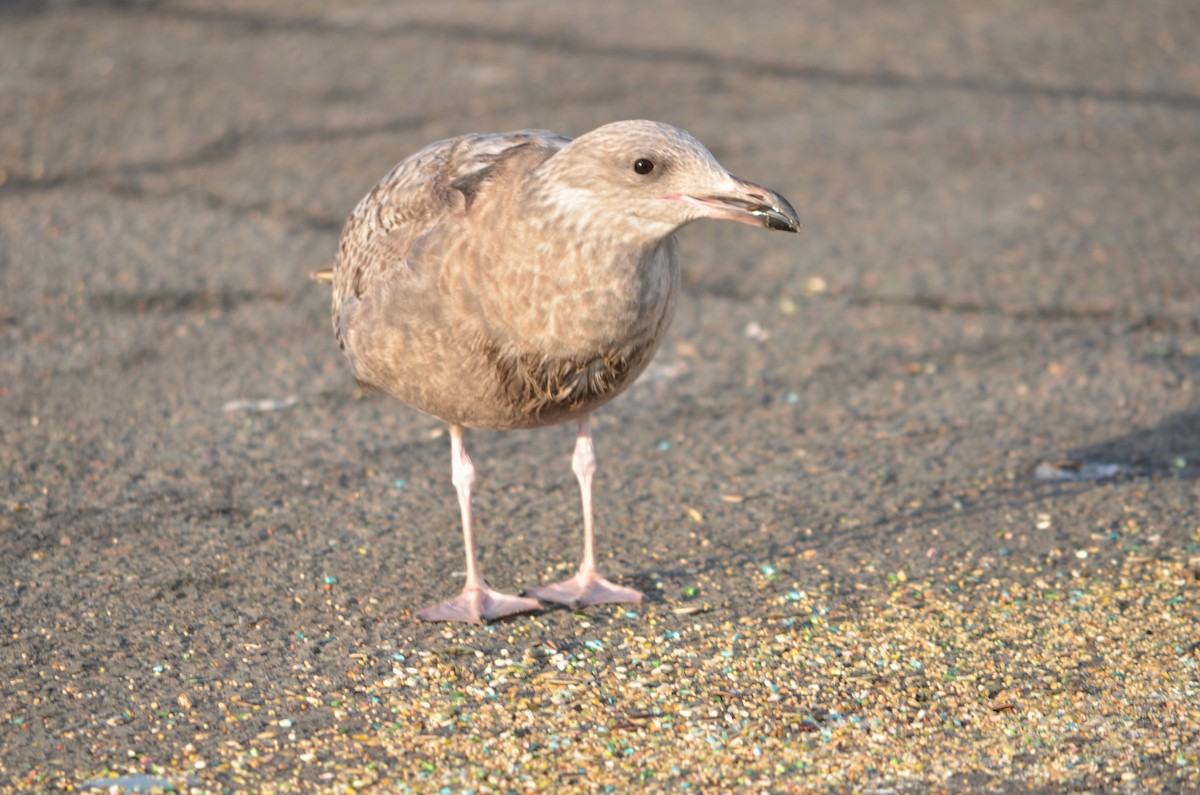 American Herring Gull - ML647142069
