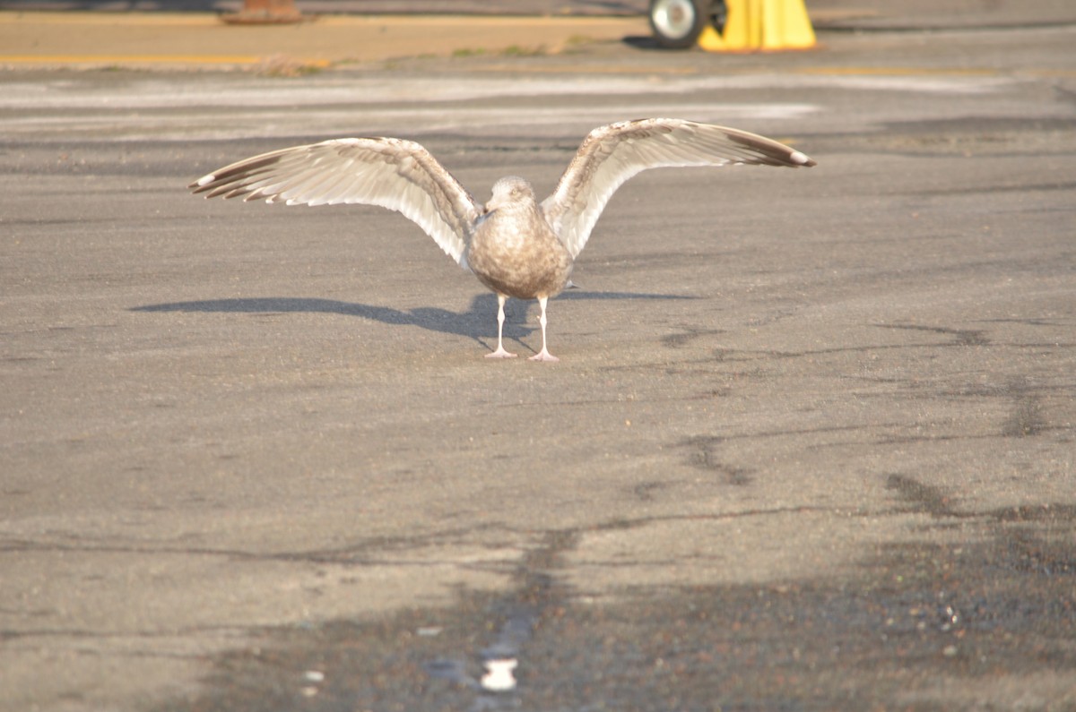 American Herring Gull - ML647142072