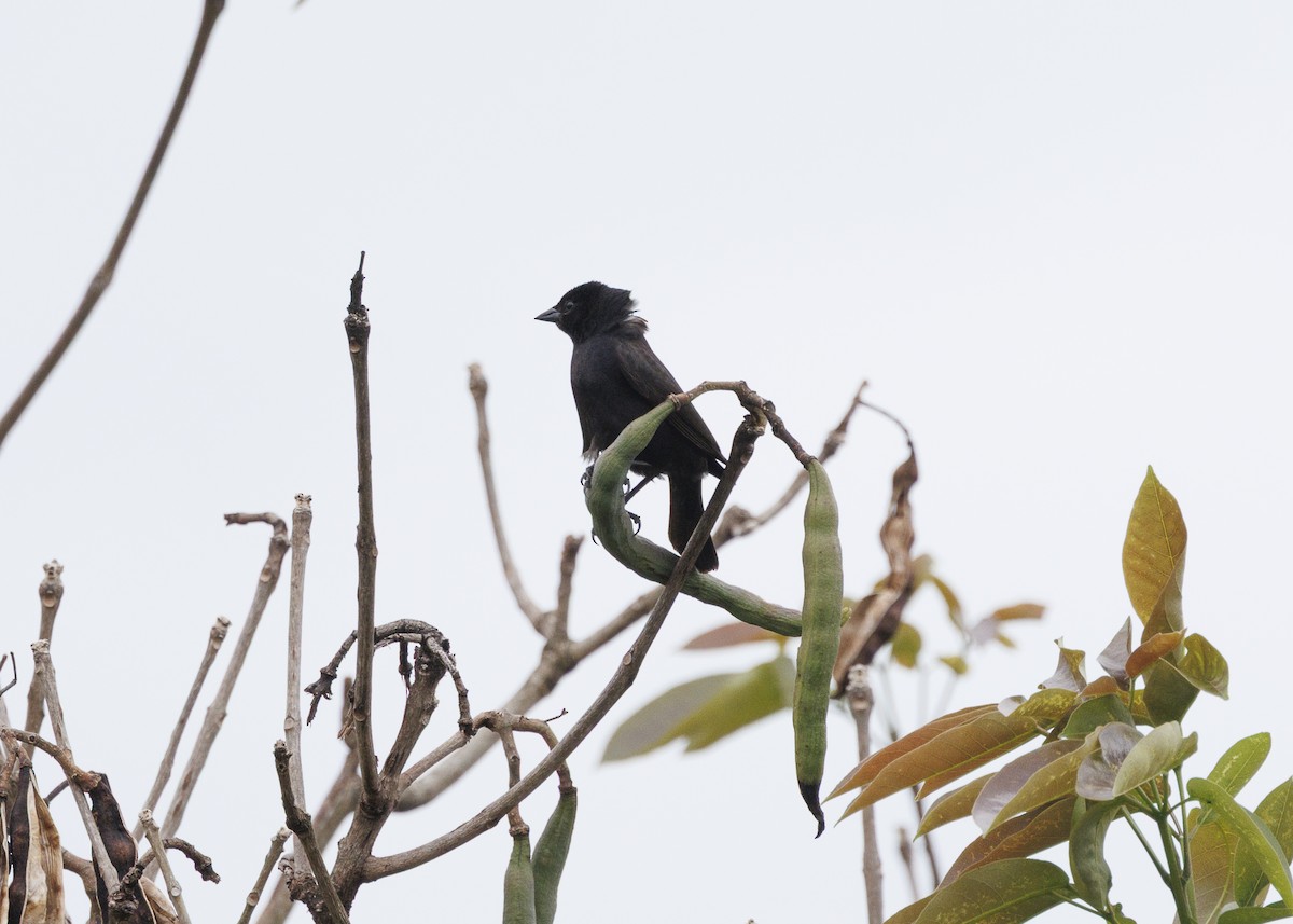 Shiny Cowbird - ML647142074