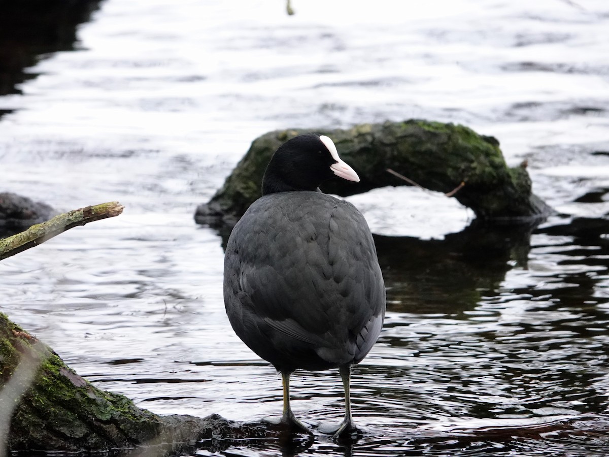 Eurasian Coot - ML647142075