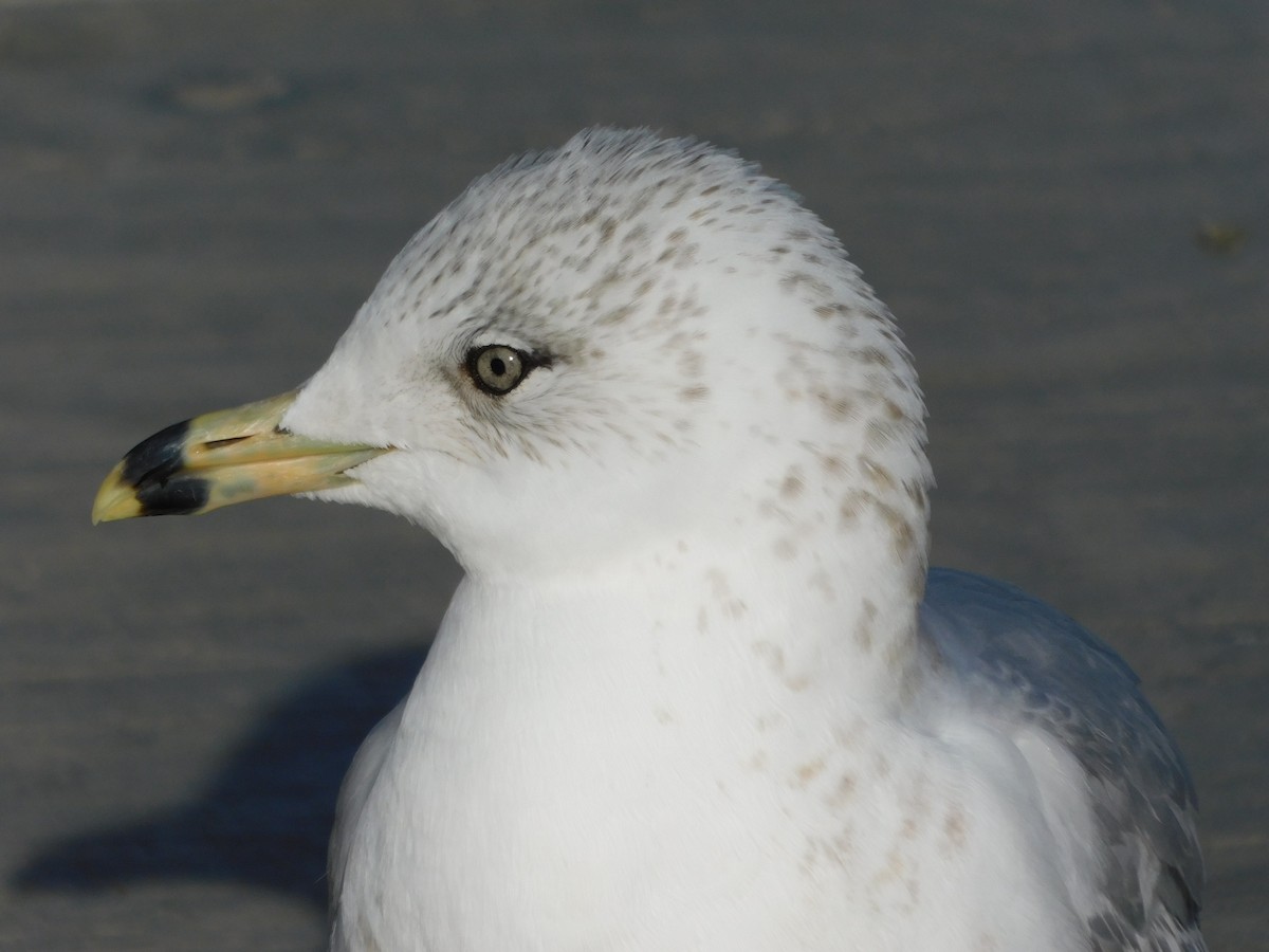 Ring-billed Gull - ML647142076