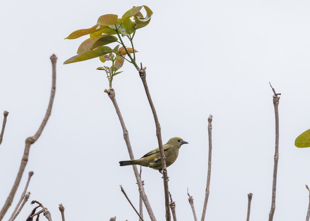 Palm Tanager - ML647142078