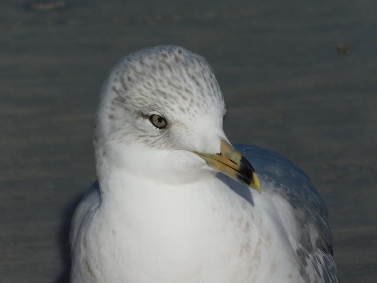 Ring-billed Gull - ML647142079