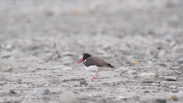 American Oystercatcher - ML647142081