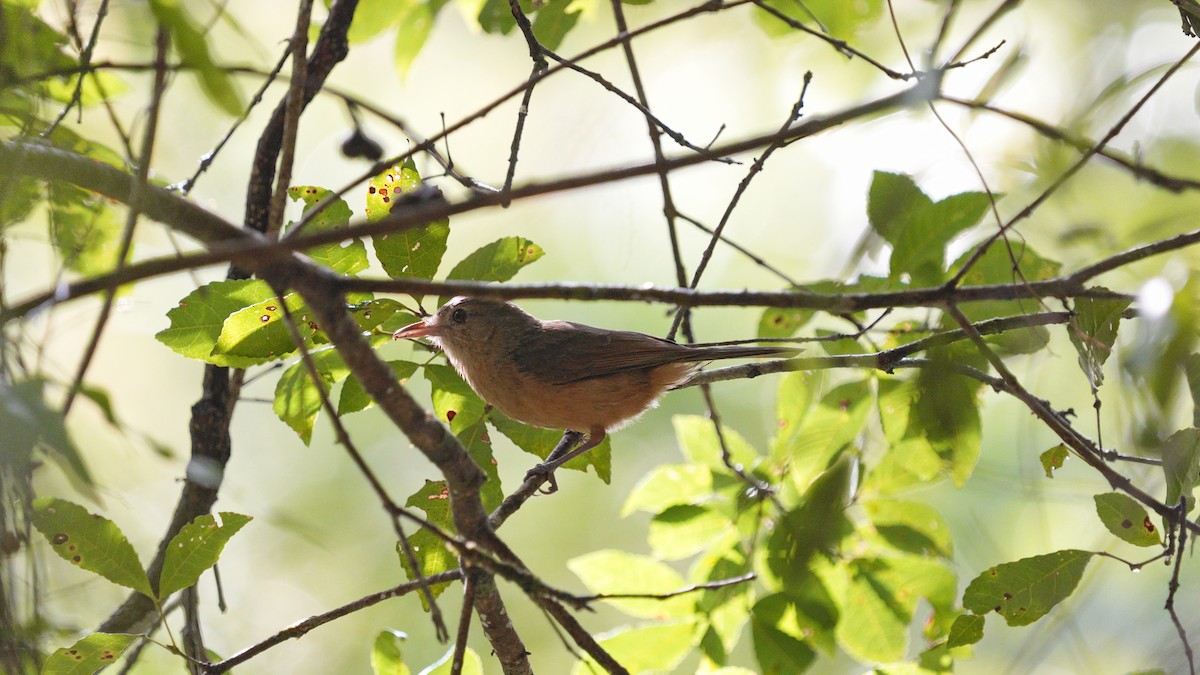 Little Shrikethrush (Rufous) - ML647142082