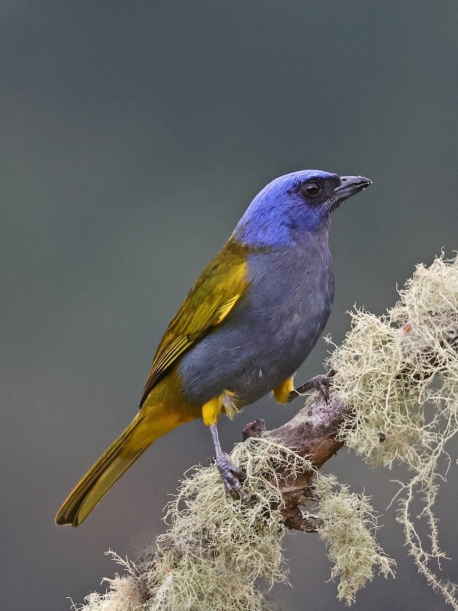 Blue-capped Tanager - ML647142096