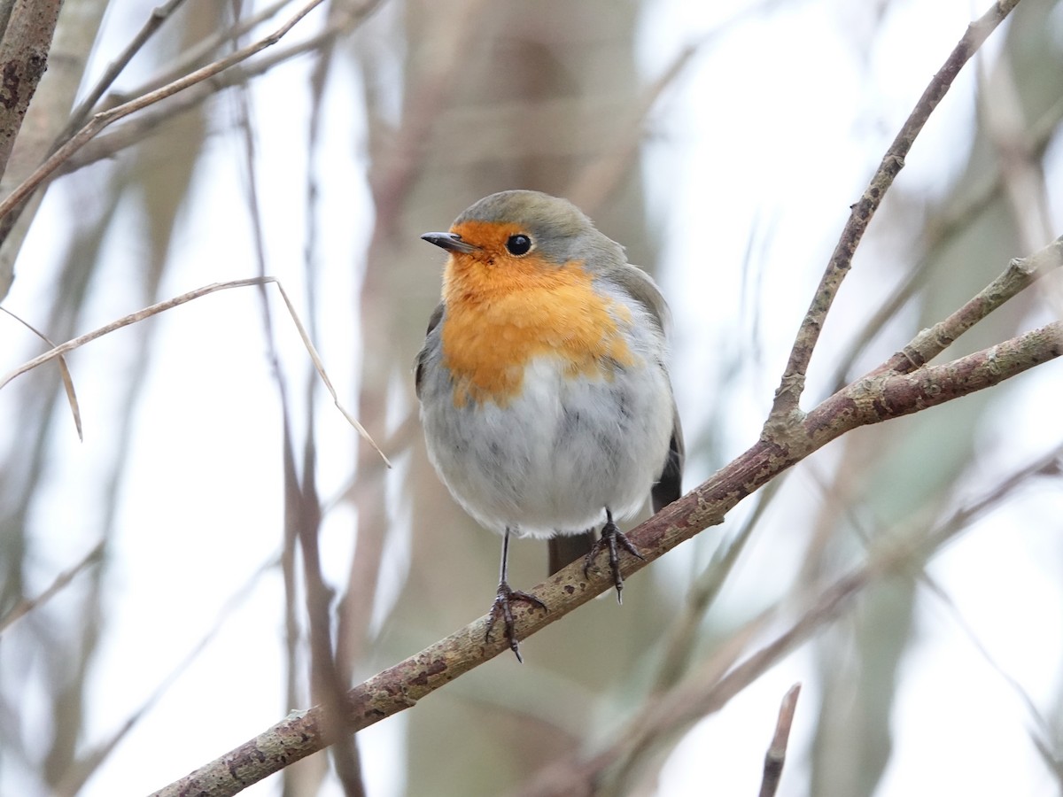 European Robin - ML647142097