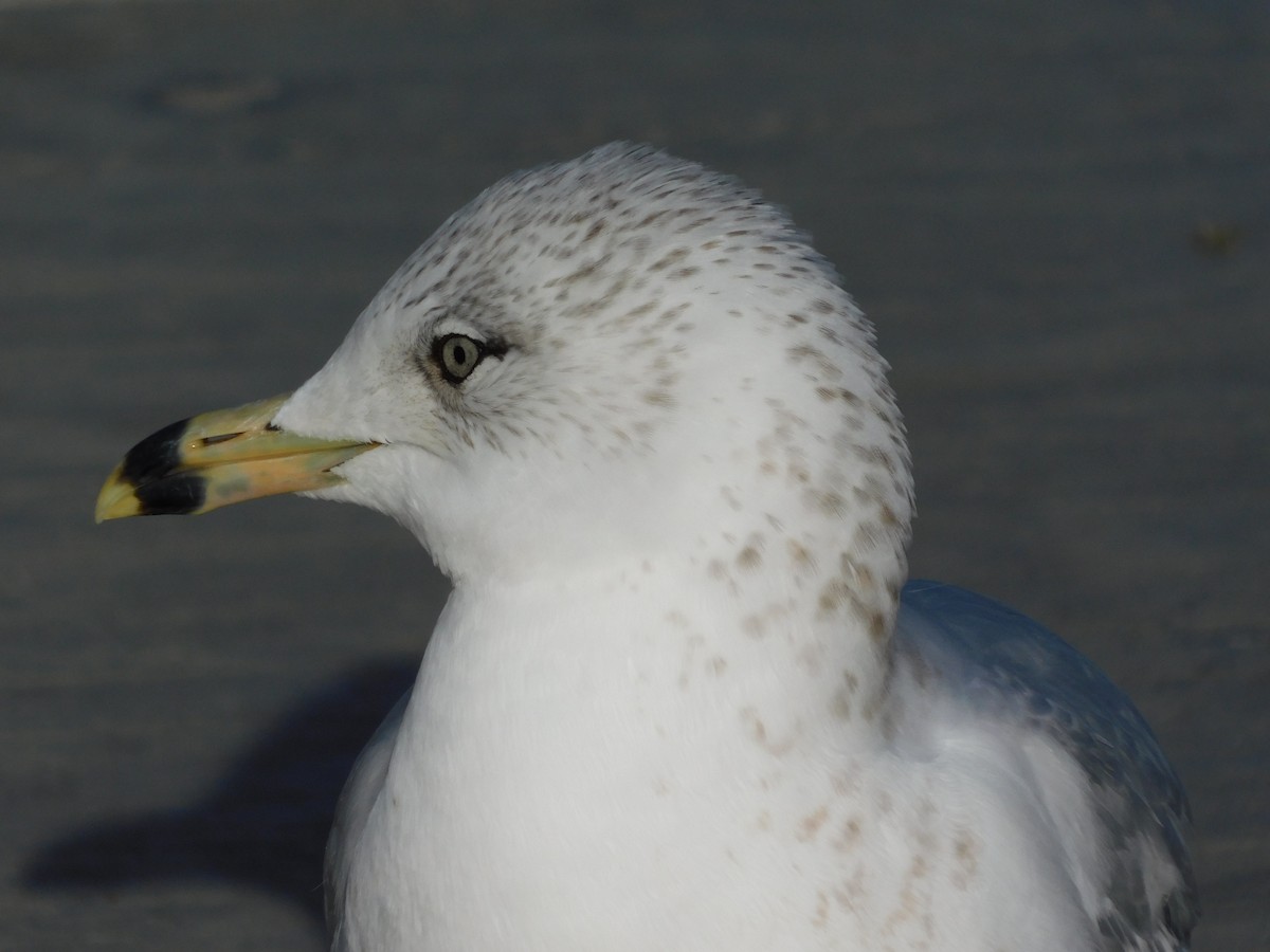 Ring-billed Gull - ML647142098