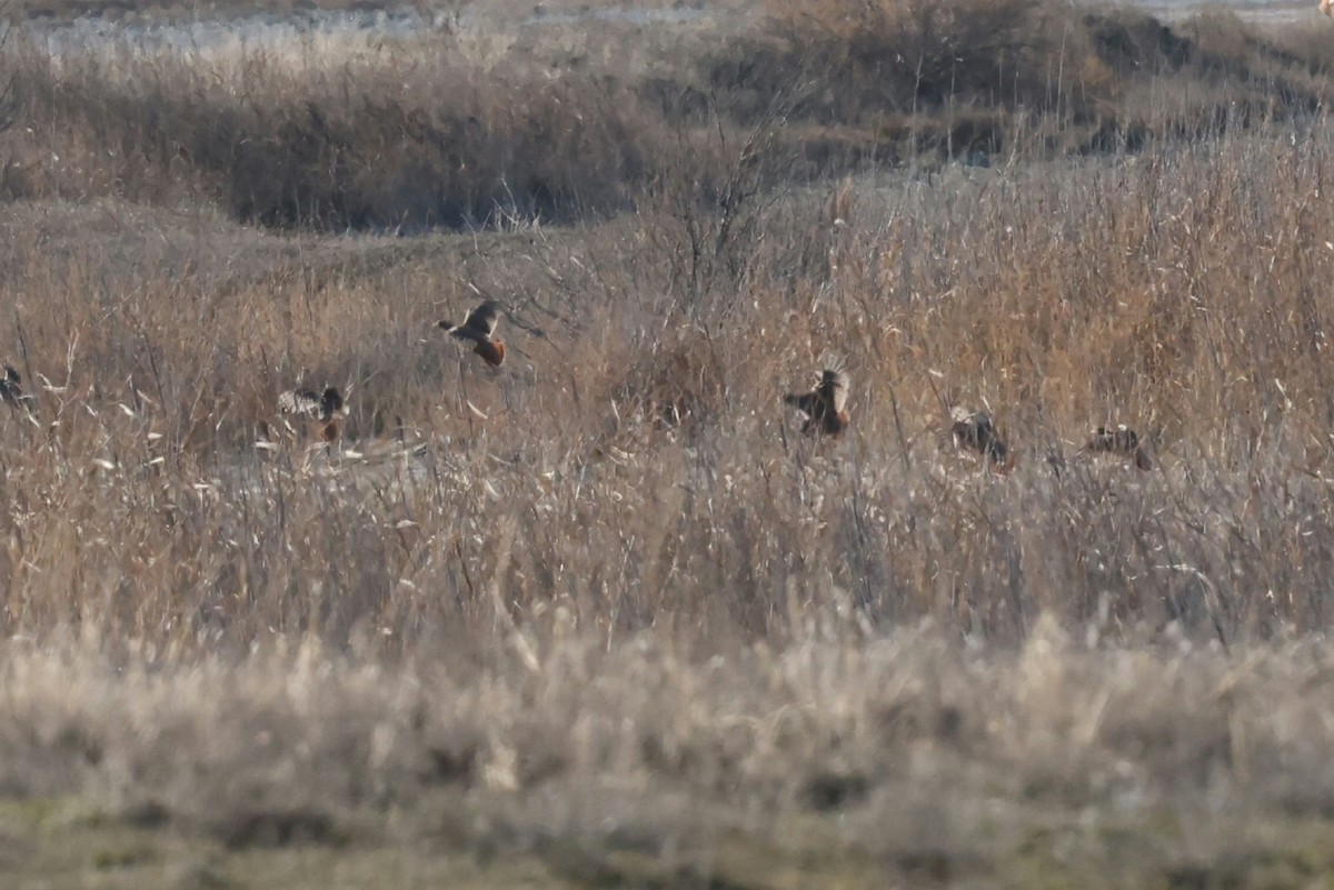 Gray Partridge - ML647142099