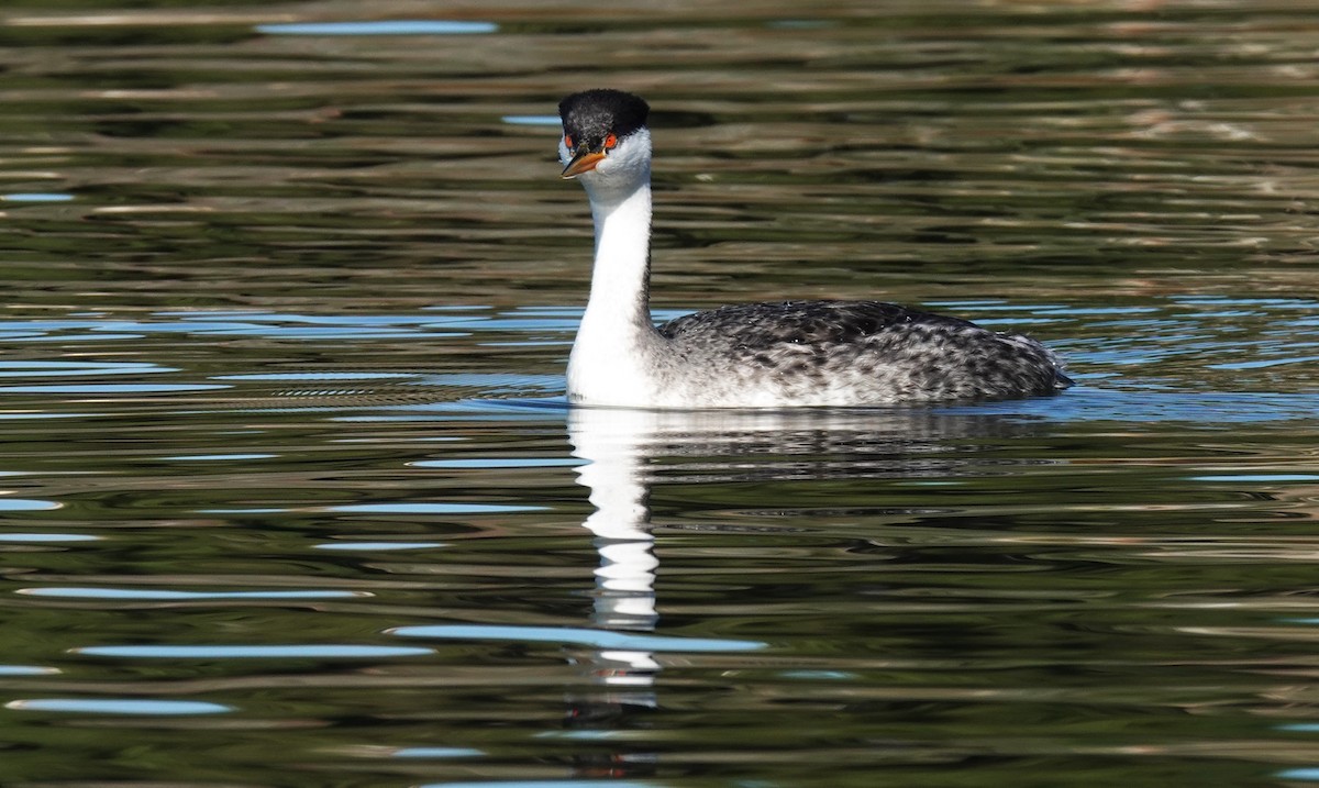Western Grebe - ML647142101