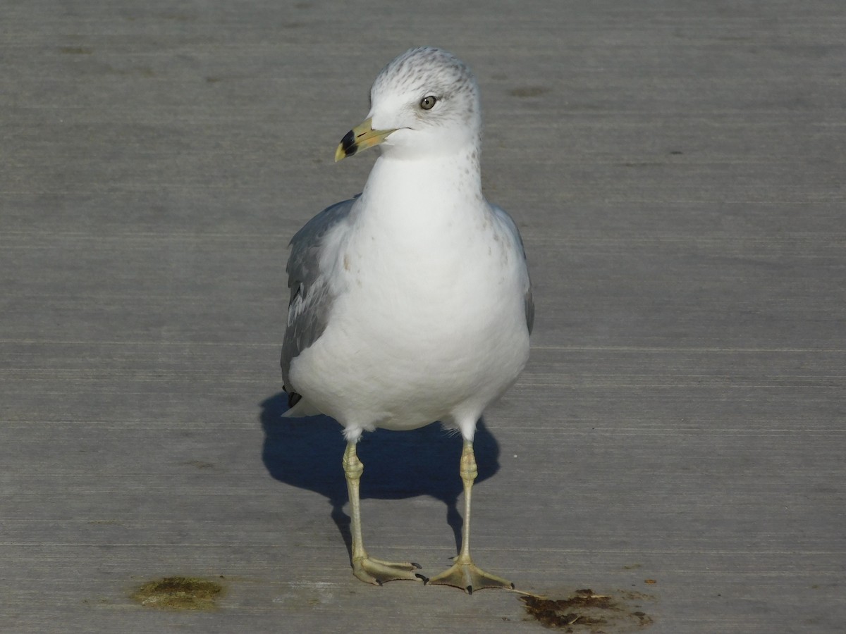 Ring-billed Gull - ML647142102