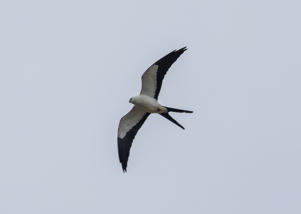 Swallow-tailed Kite - ML647142103