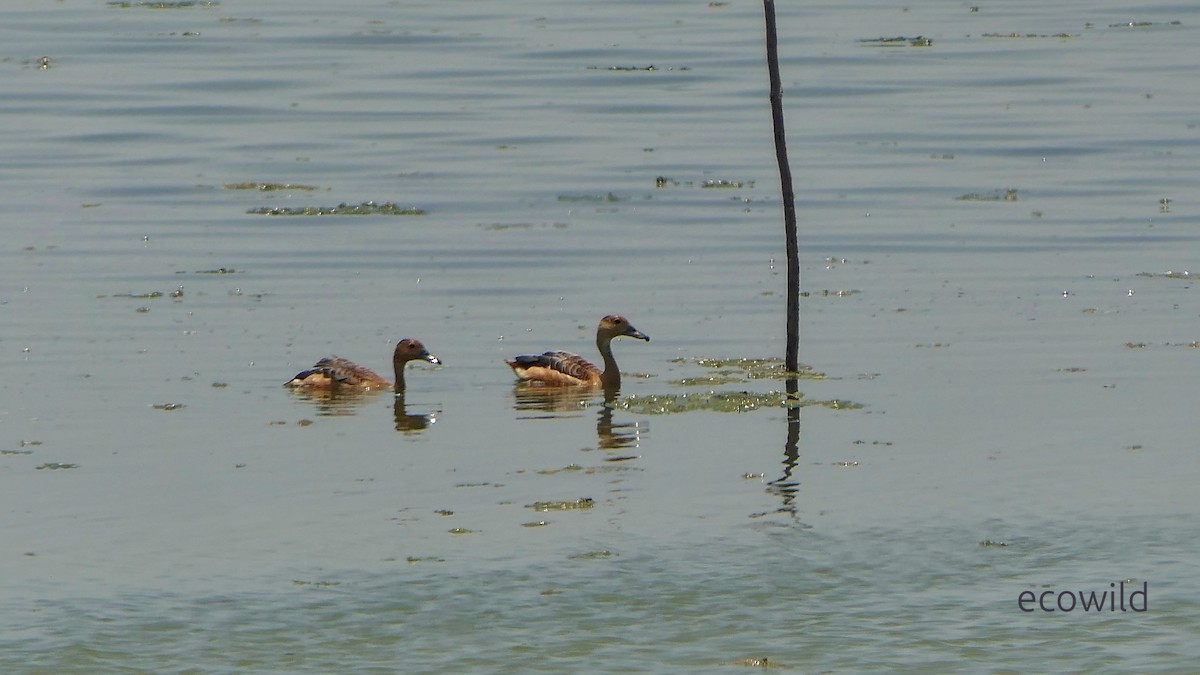 Lesser Whistling-Duck - ML647142105