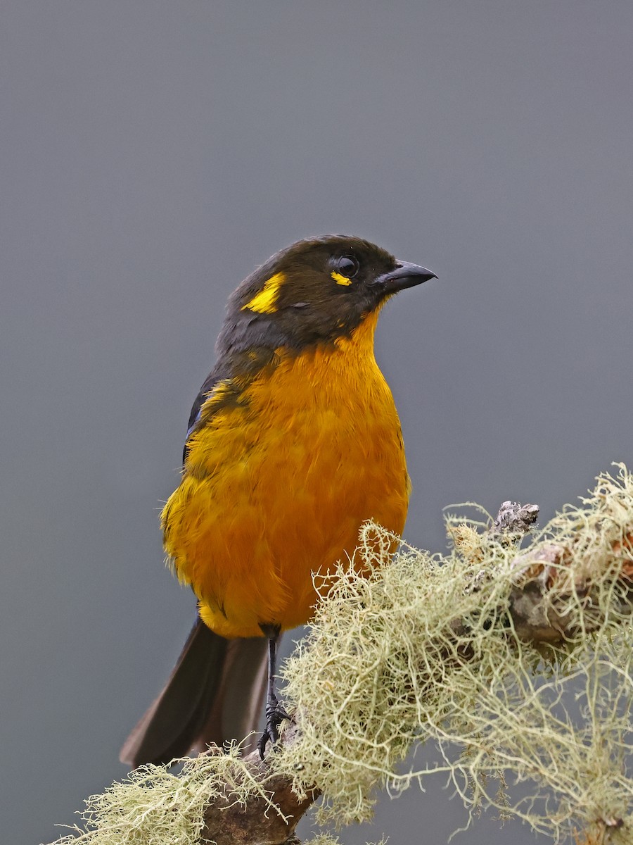 Lacrimose Mountain Tanager - ML647142106