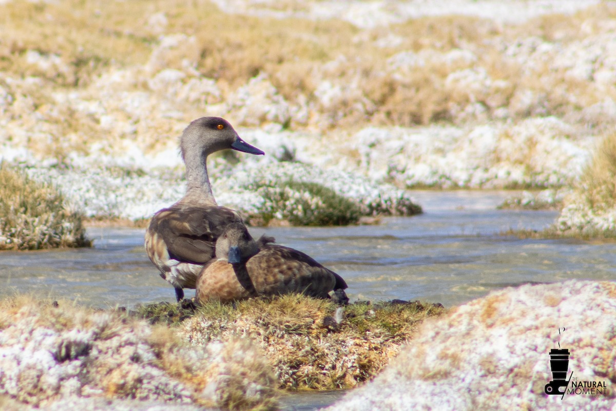 Crested Duck - ML647142107