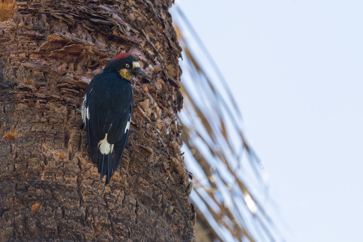 Acorn Woodpecker - ML647142109