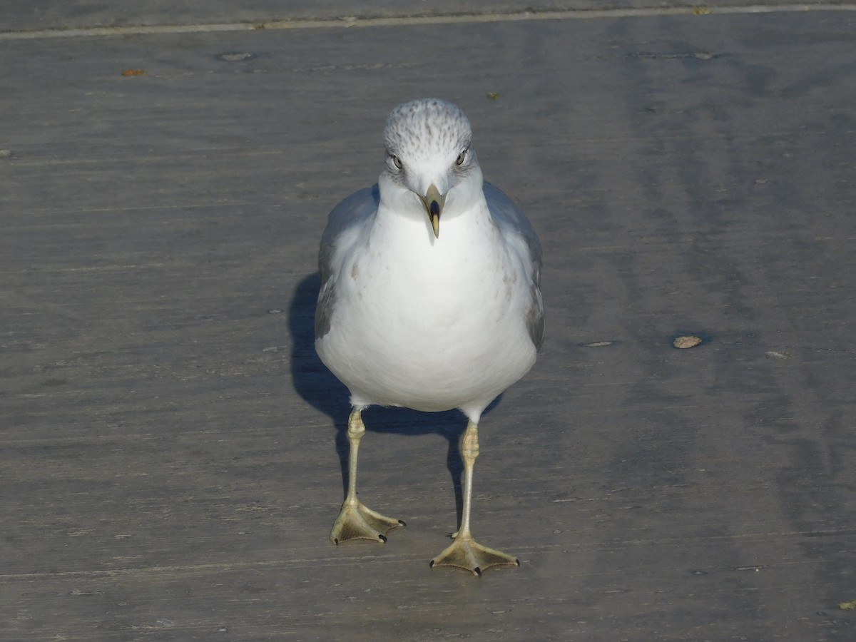 Ring-billed Gull - ML647142112