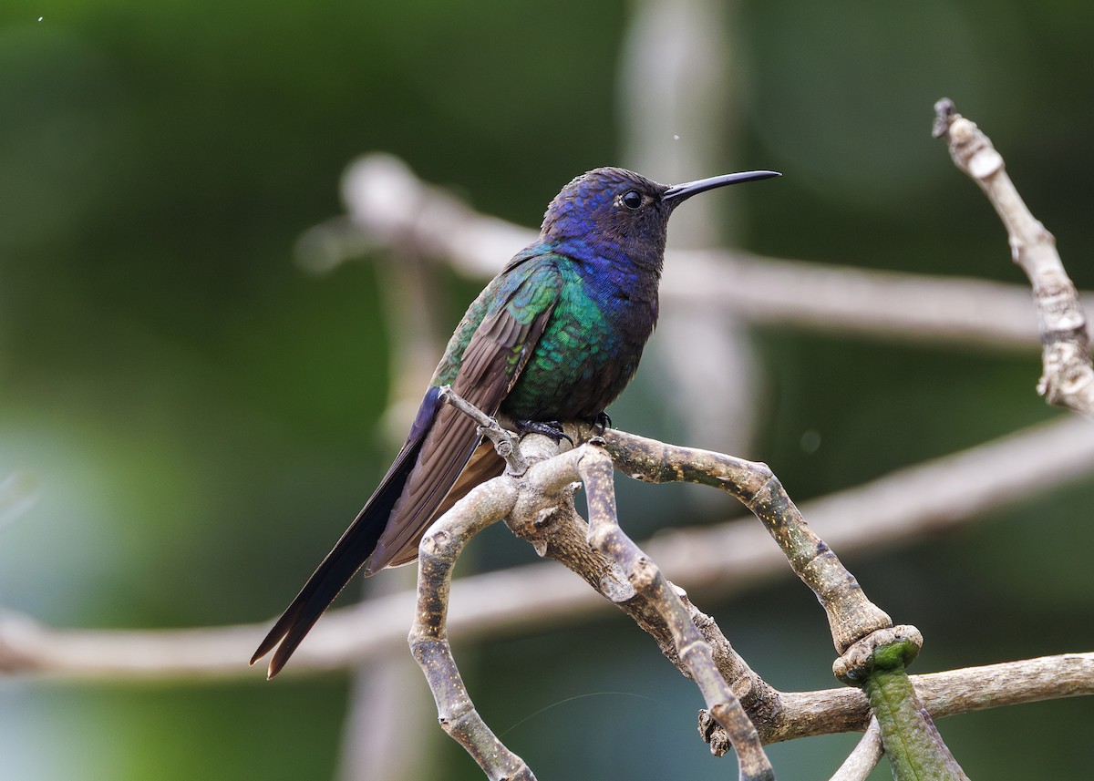 Swallow-tailed Hummingbird - ML647142113