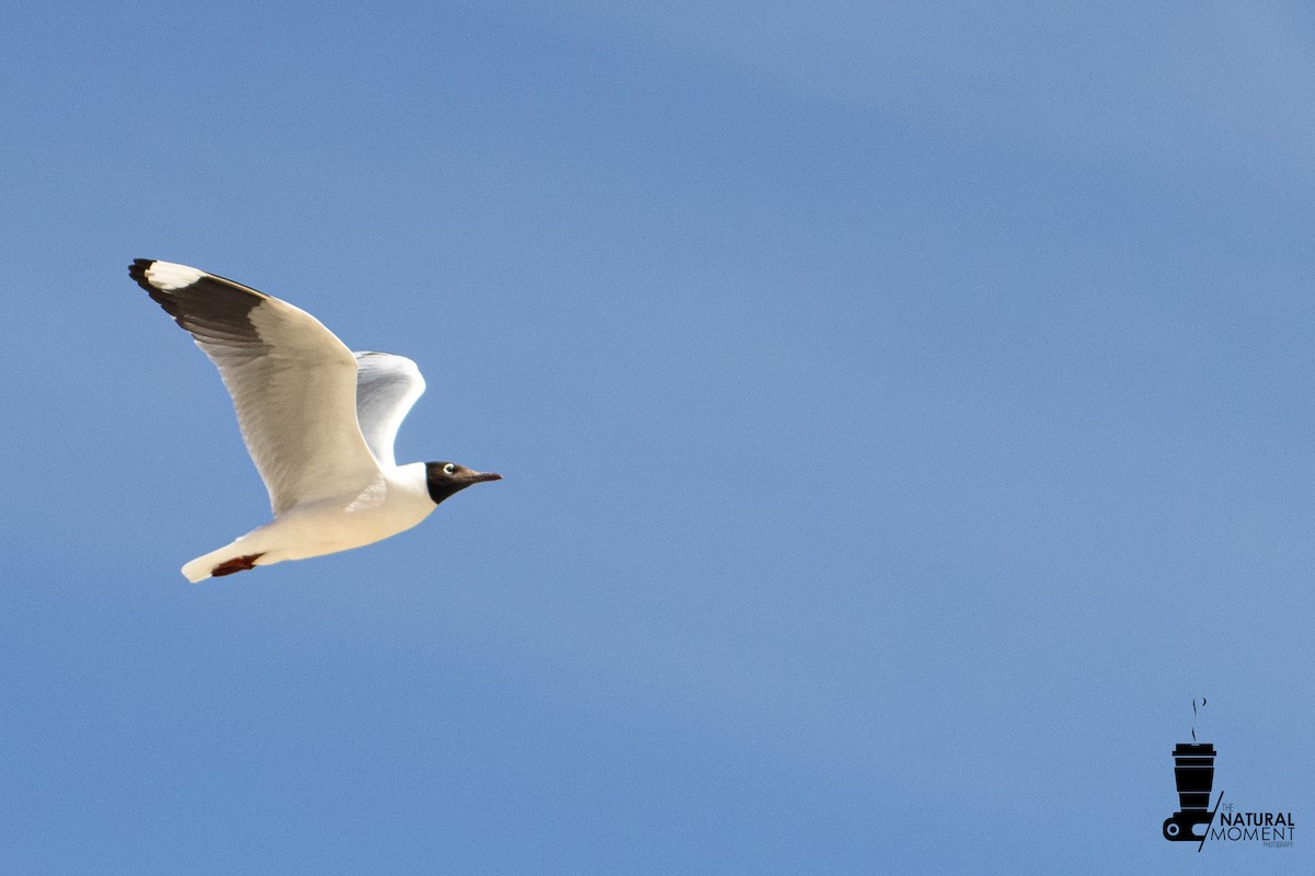 Andean Gull - ML647142115