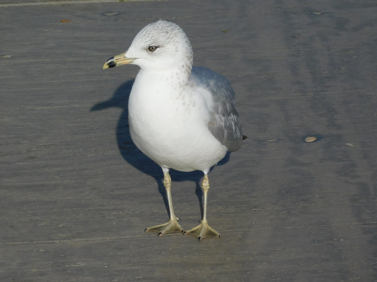 Ring-billed Gull - ML647142116