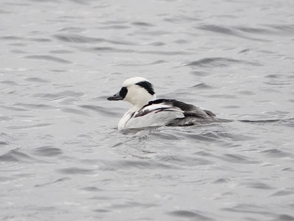 Smew - ML647142117