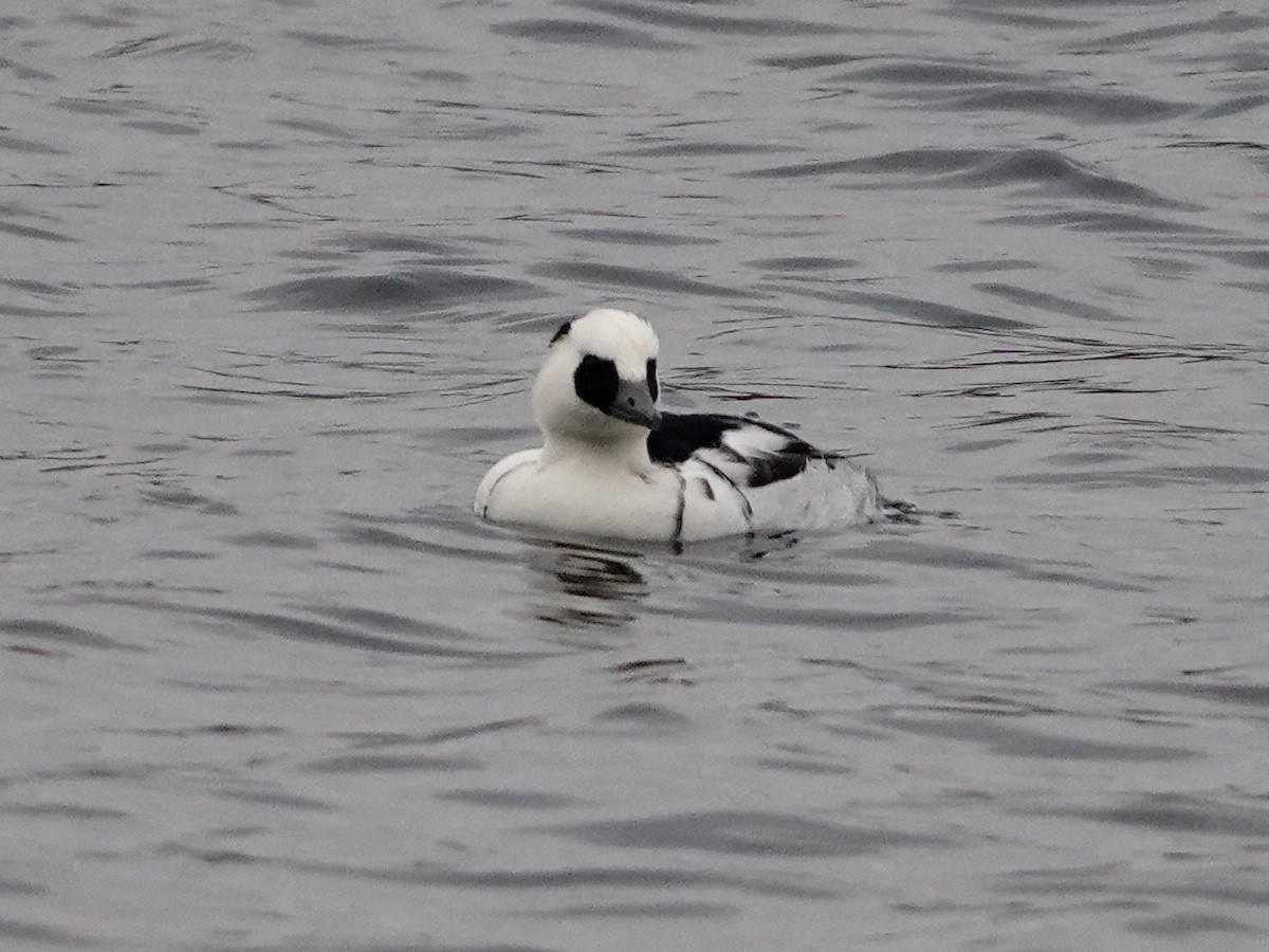 Smew - ML647142118