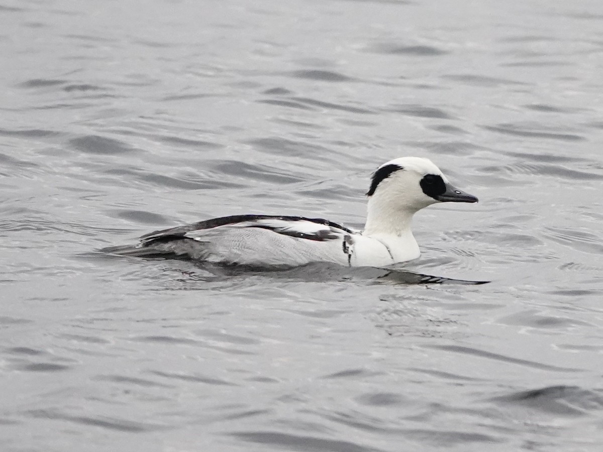Smew - ML647142119