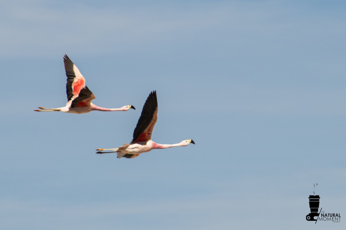 Andean Flamingo - ML647142134