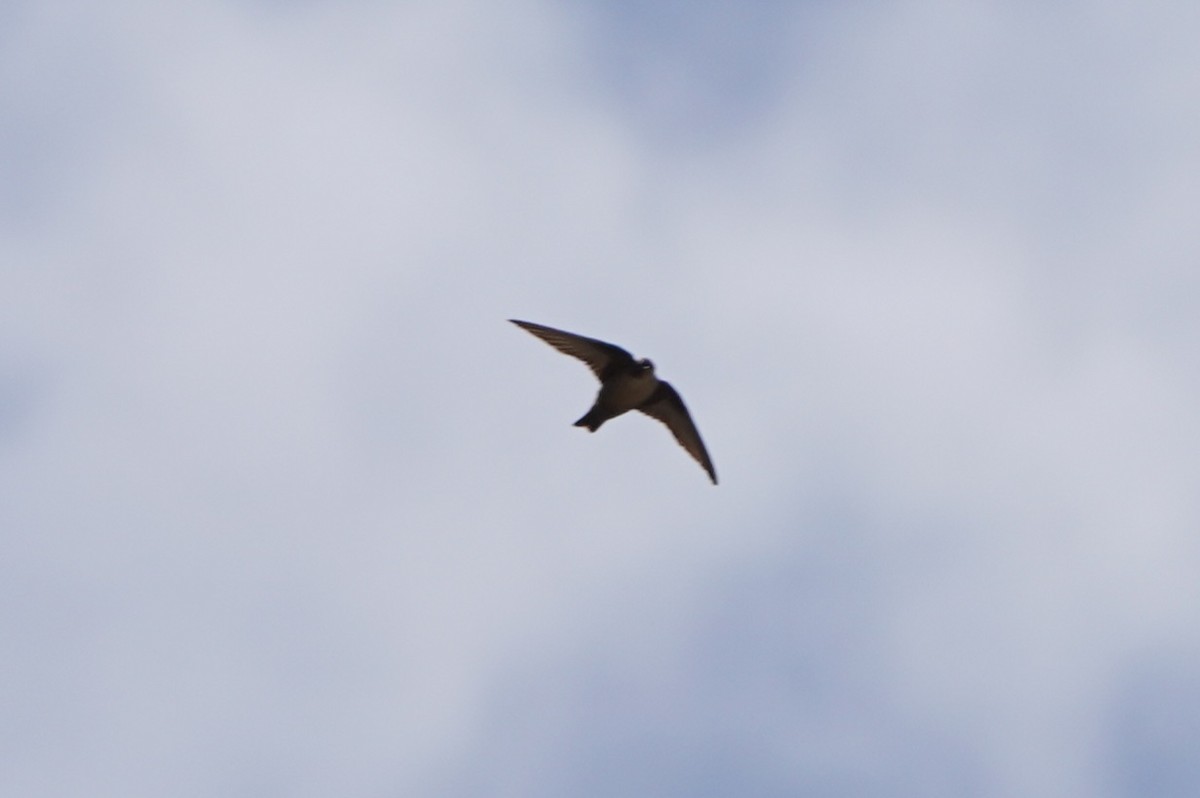 Скальная ласточка - ML647142138