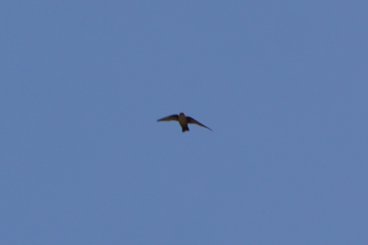 Скальная ласточка - ML647142139