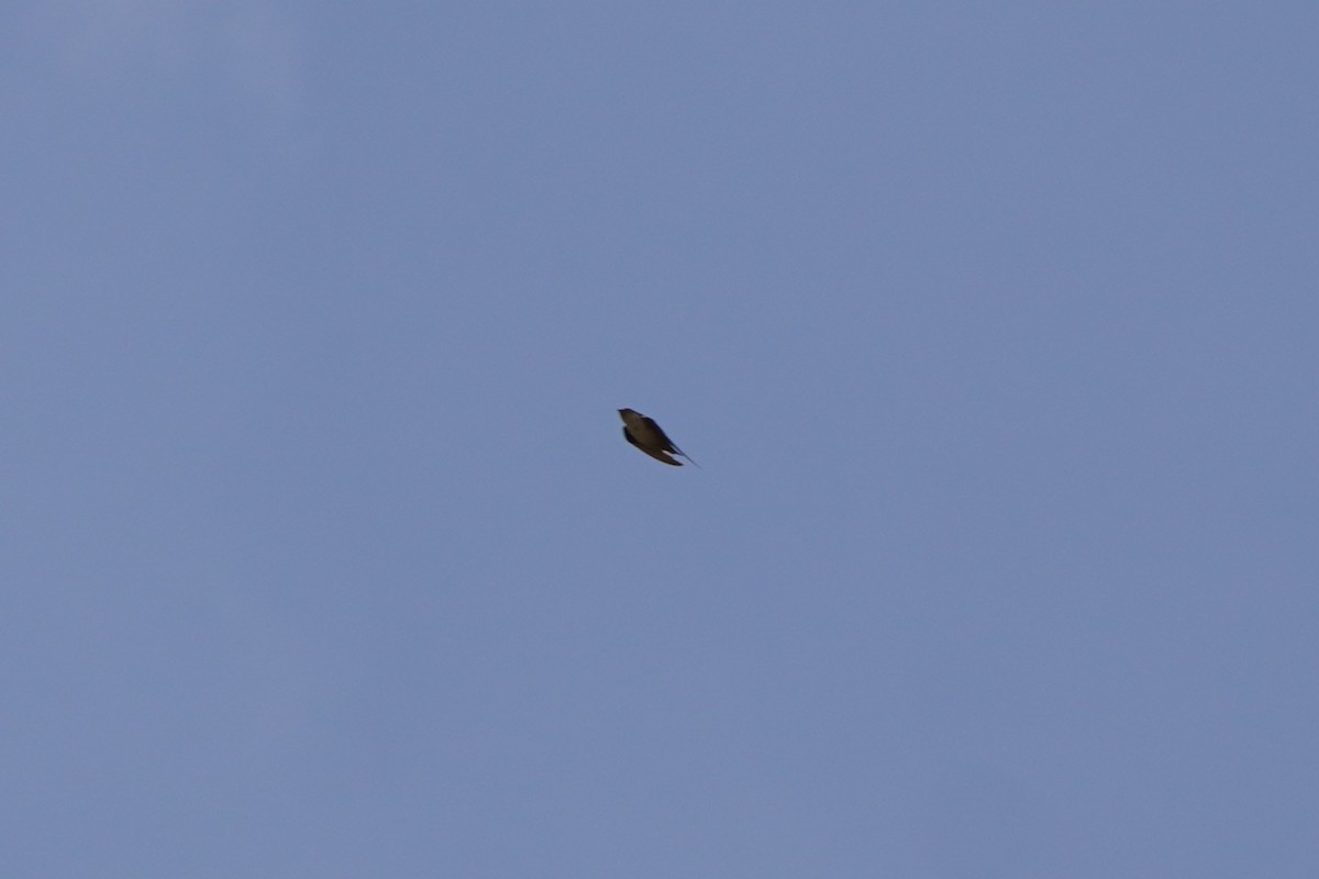 Скальная ласточка - ML647142141