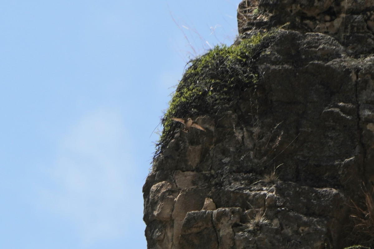 Скальная ласточка - ML647142142