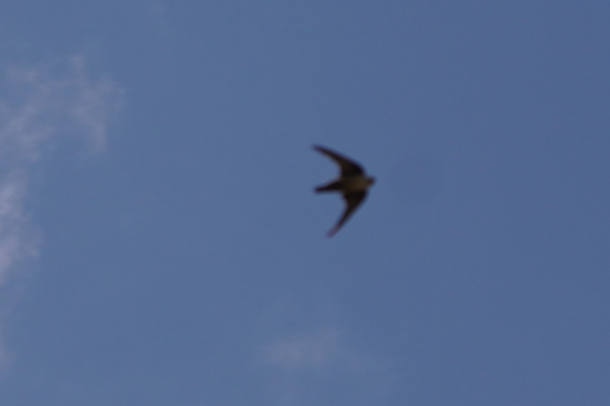 Скальная ласточка - ML647142143