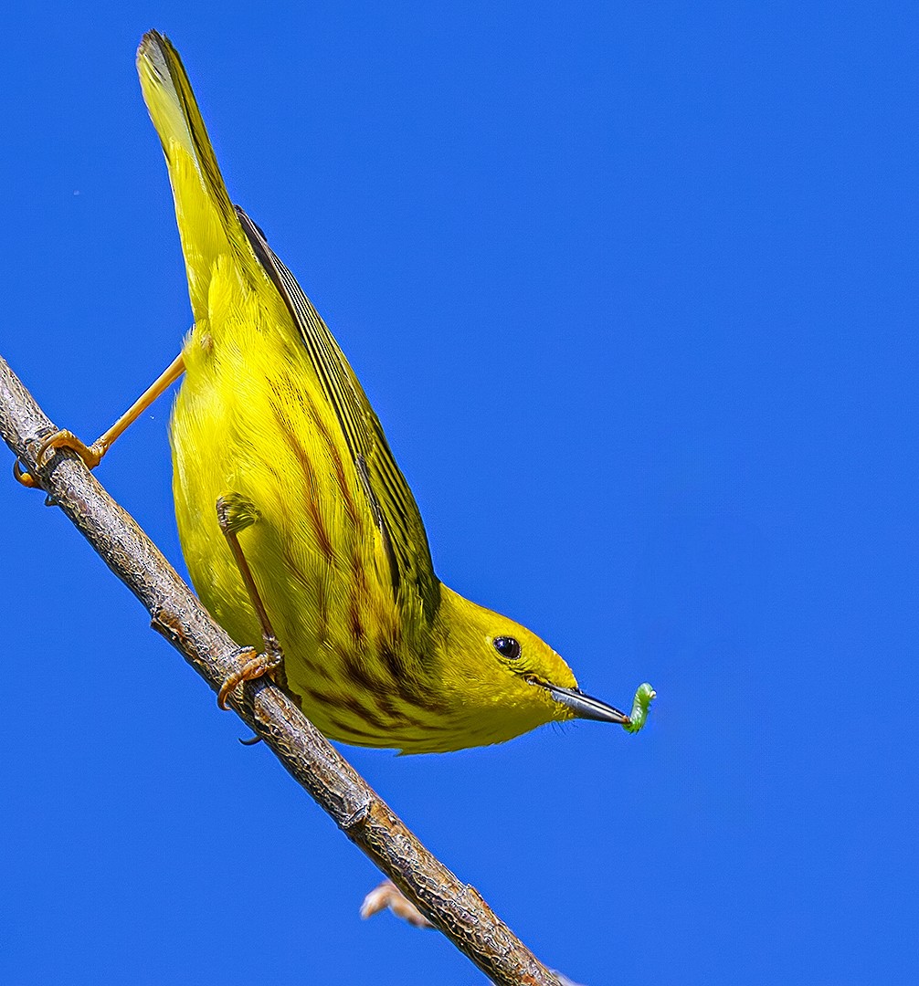 Northern Yellow Warbler - ML647142145