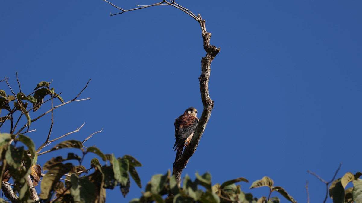 Crécerelle d'Amérique - ML647142149