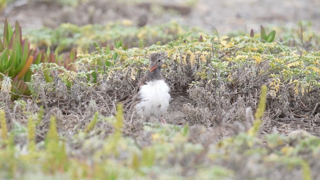 American Oystercatcher - ML647142157