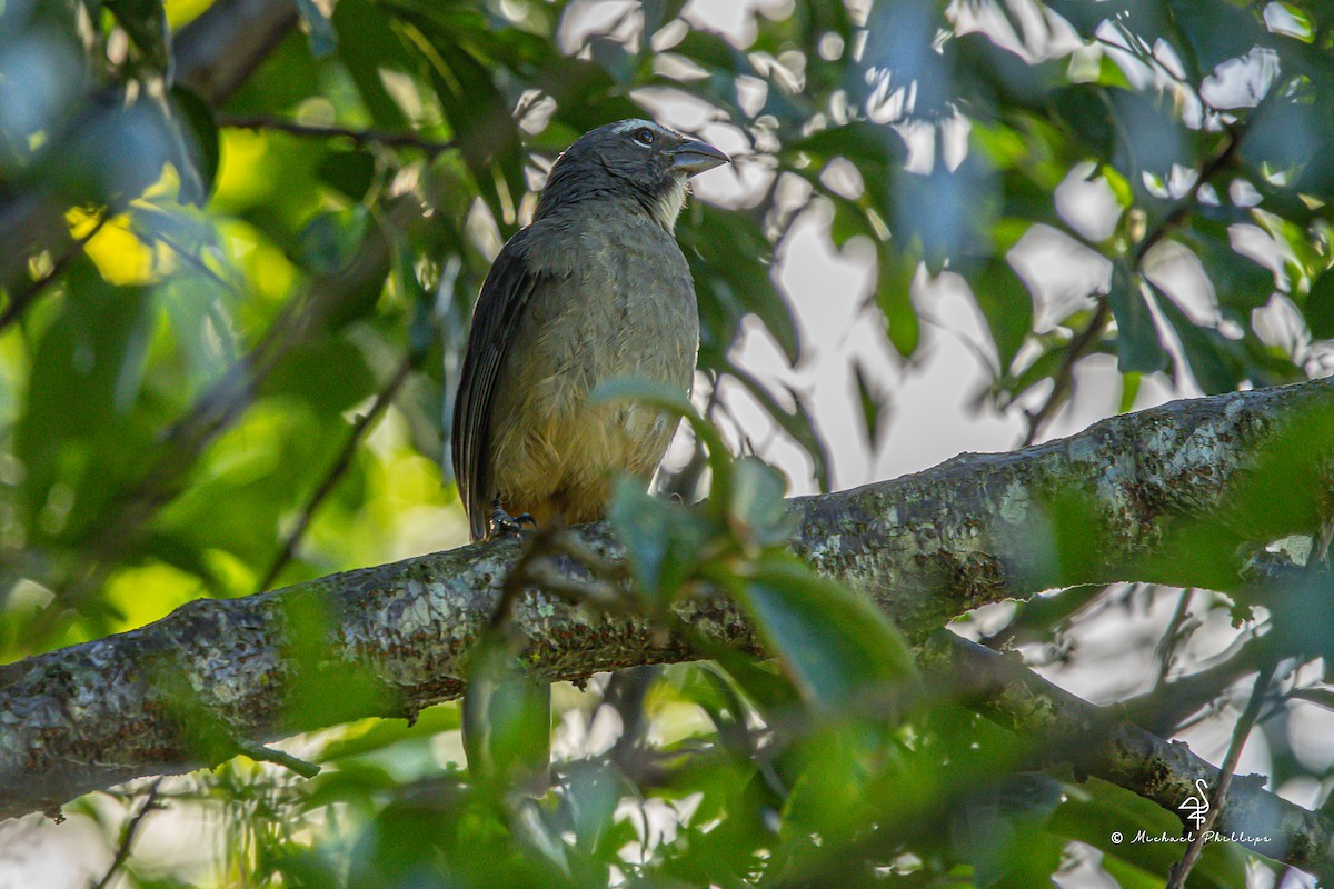 Kuzeyli Kurşuni Saltator - ML647142178