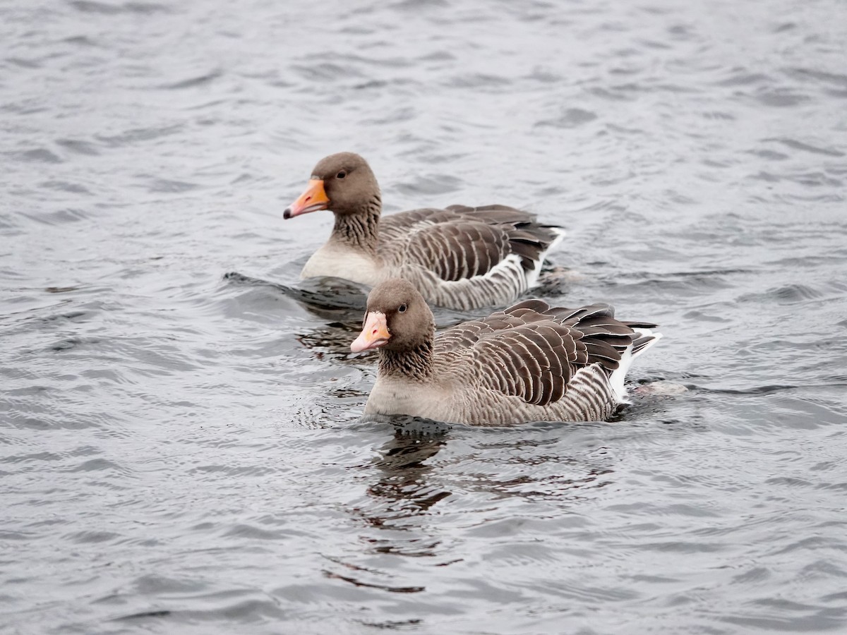 Graylag Goose - ML647142181