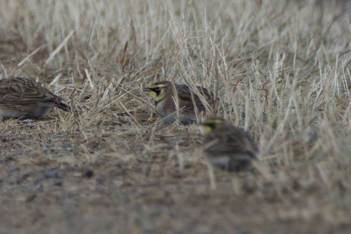 Жайворонок рогатий - ML647142184